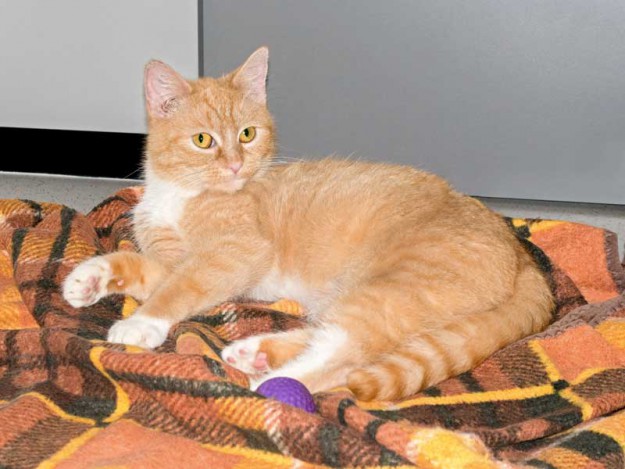 Kätzin Nele / © 2015 Arche KaNaum (NH)