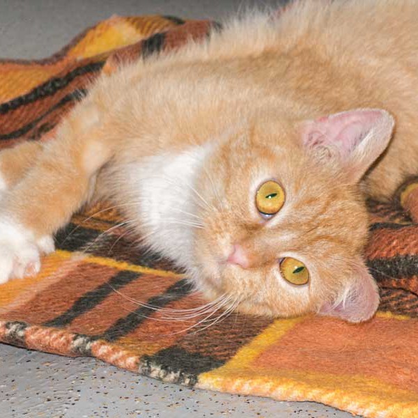 Kätzin Nele  / © 2015 Arche KaNaum (NH) Kätzin Nele / © 2015 Arche KaNaum (NH)