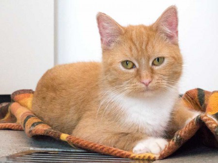 Kätzin Nele / © 2015 Arche KaNaum (NH)