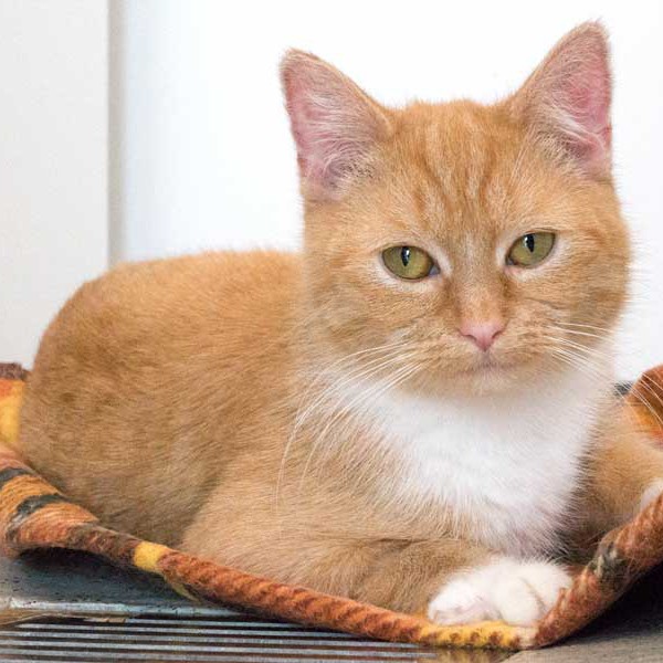 Kätzin Nele  / © 2015 Arche KaNaum (NH) Kätzin Nele / © 2015 Arche KaNaum (NH)