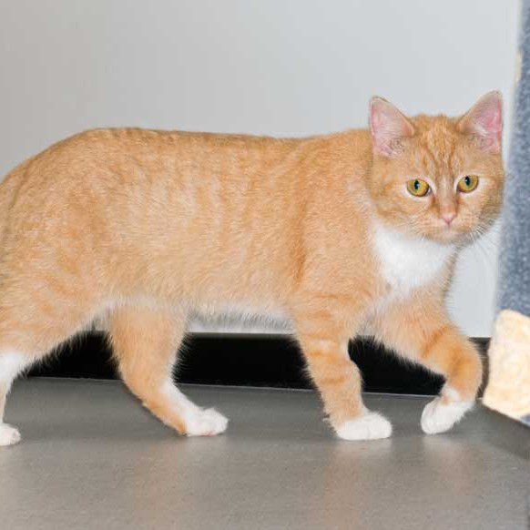 Kätzin Nele  / © 2015 Arche KaNaum (NH) Kätzin Nele / © 2015 Arche KaNaum (NH)