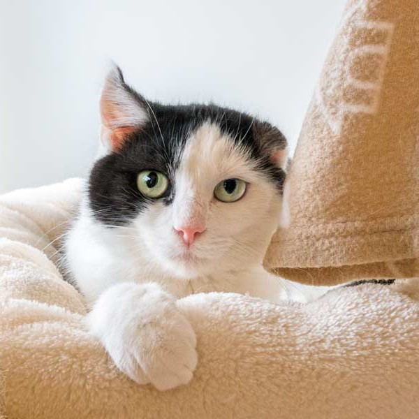 Kätzin Öhrchen / © 2015 Arche KaNaum (NH)