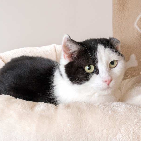 Kätzin Öhrchen / © 2015 Arche KaNaum (NH)