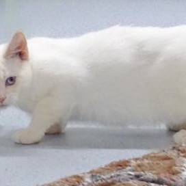 Kätzin Jana (r.) mit Freundin Maja  / © 2015 Arche KaNaum (DN) Kätzin Jana (r.) mit Freundin Maja / © 2015 Arche KaNaum (DN)