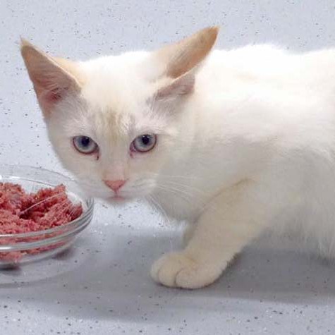 Kätzin Jana  / © 2015 Arche KaNaum (DN) Kätzin Jana / © 2015 Arche KaNaum (DN)