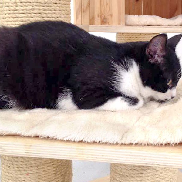 Kater Möppi  / © 2015 Arche KaNaum (DN) Kater Möppi / © 2015 Arche KaNaum (DN)