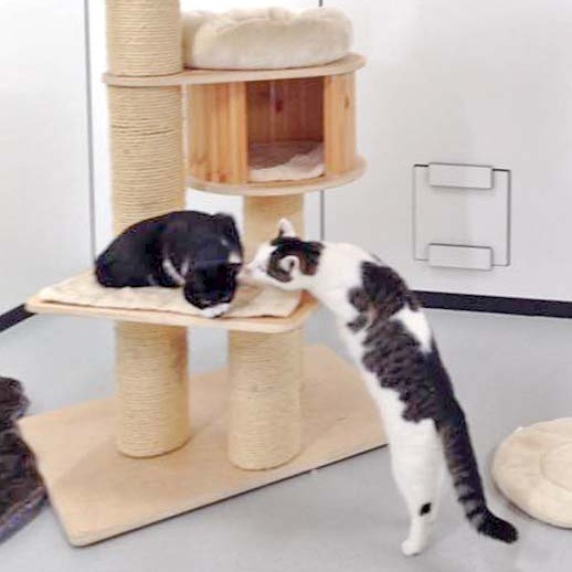 Erste Kontaktaufnahme: Kater Möppi (l.) und Kätzin Marie / © 2015 Arche KaNaum (DN) Erste Kontaktaufnahme: Kater Möppi (l.) und Kätzin Marie / © 2015 Arche KaNaum (DN)