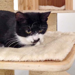 Kater Möppi / © 2015 Arche KaNaum (DN)