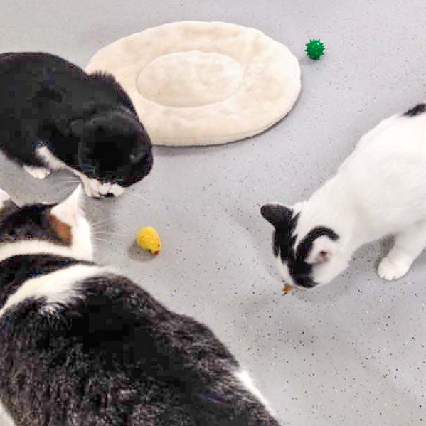 Erstes gemeinsames Futtern: Kater Möppi (h.) mit Kätzinnen Marie (v.l.) und Skinny / © 2015 Arche KaNaum (DN) Erstes gemeinsames Futtern: Kater Möppi (h.) mit Kätzinnen Marie (v.l.) und Skinny / © 2015 Arche KaNaum (DN)