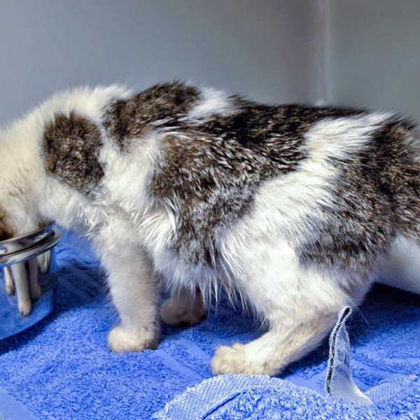 Noch sehr mager: Das namenlose Streunermädchen / © 2015 Arche KaNaum (DN) Noch sehr mager: Das namenlose Streunermädchen / © 2015 Arche KaNaum (DN)