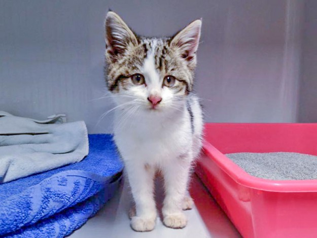 Noch namenloses Streunermädchen / © 2015 Arche KaNaum (DN)