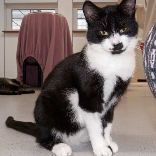 Kater Möppi  / © 2015 Arche KaNaum (NH) Kater Möppi / © 2015 Arche KaNaum (NH)