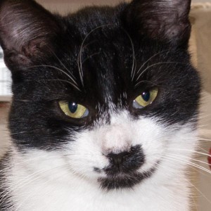 Kater Möppi / © 2015 Arche KaNaum (NH)