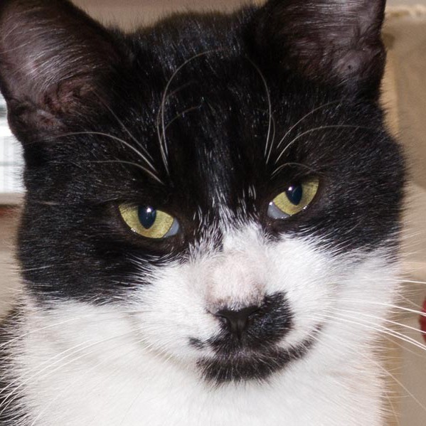 Kater Möppi  / © 2015 Arche KaNaum (NH) Kater Möppi / © 2015 Arche KaNaum (NH)