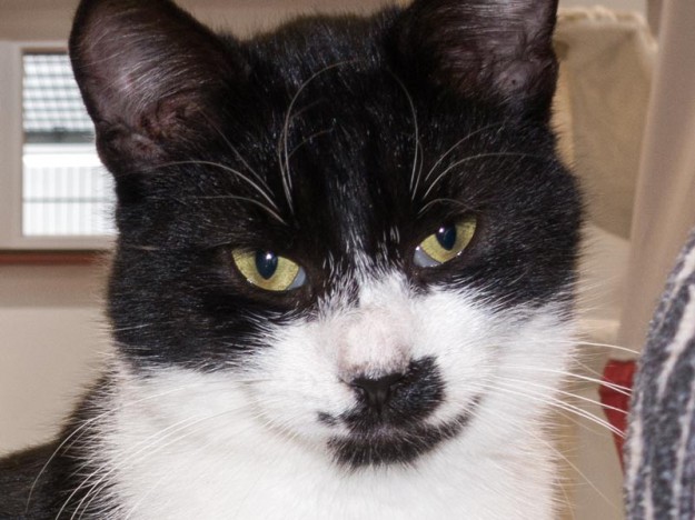 Kater Möppi / © 2015 Arche KaNaum (NH)