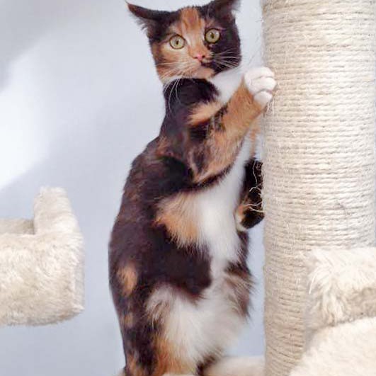 Kätzin Maja / © 2015 Arche KaNaum (DN)