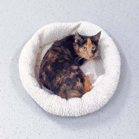 Kätzin Maja / © 2015 Arche KaNaum (DN)