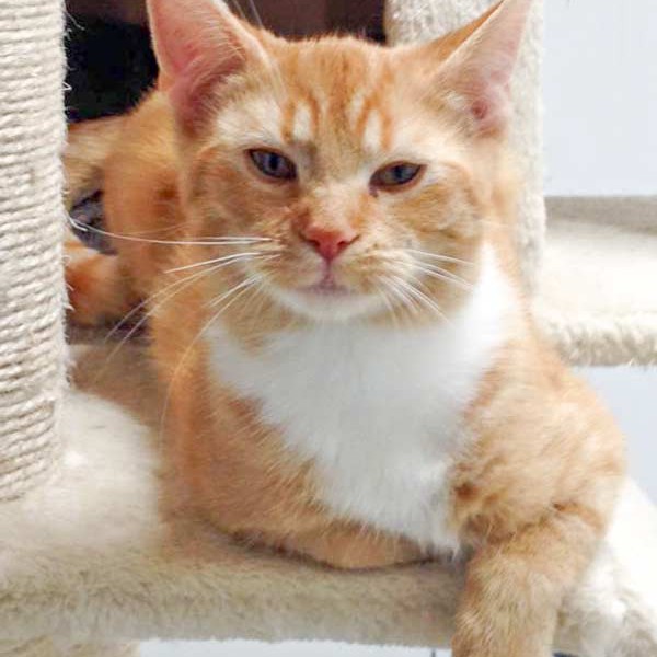 Kater Romeo / © 2015 Arche KaNaum (DN) Kater Romeo / © 2015 Arche KaNaum (DN)