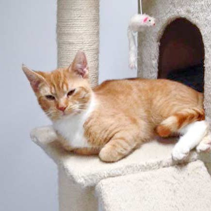 Kater Romeo / © 2015 Arche KaNaum (DN) Kater Romeo / © 2015 Arche KaNaum (DN)