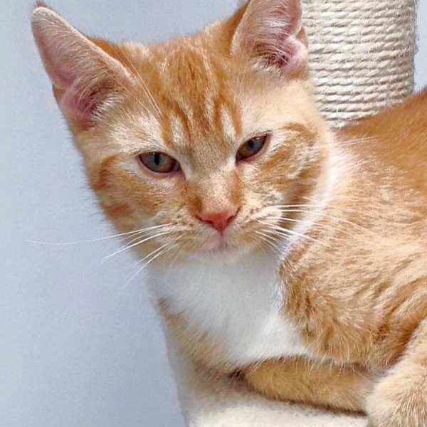 Kater Romeo / © 2015 Arche KaNaum (DN) Kater Romeo / © 2015 Arche KaNaum (DN)