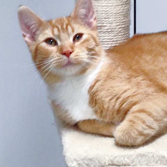 Kater Romeo / © 2015 Arche KaNaum (DN) Kater Romeo / © 2015 Arche KaNaum (DN)