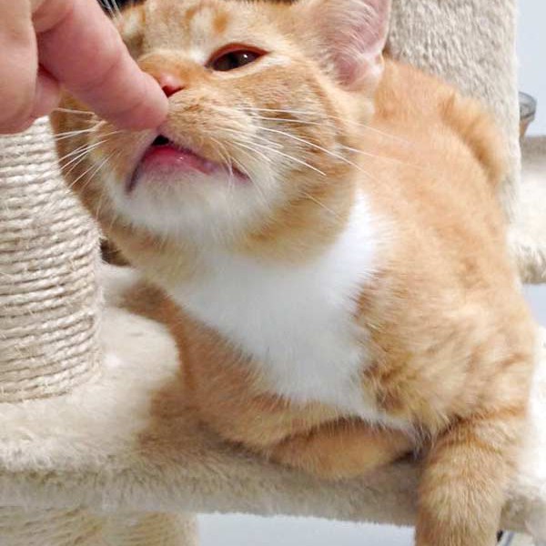 Kater Romeo / © 2015 Arche KaNaum (DN) Kater Romeo / © 2015 Arche KaNaum (DN)