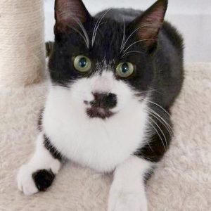 Kater Möppi / © 2015 Arche KaNaum (DN)