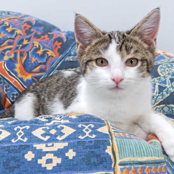 Kätzin Kathie / © 2015 Arche KaNaum (NH) Kätzin Kathie / © 2015 Arche KaNaum (NH)