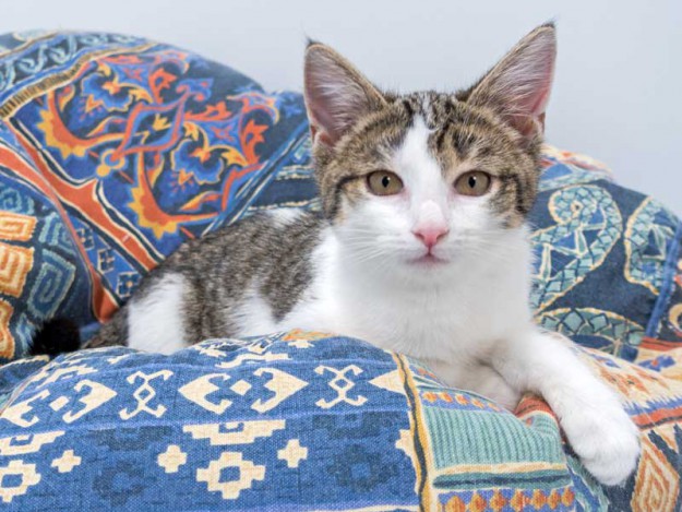 Kätzin Kathie / © 2015 Arche KaNaum (NH)