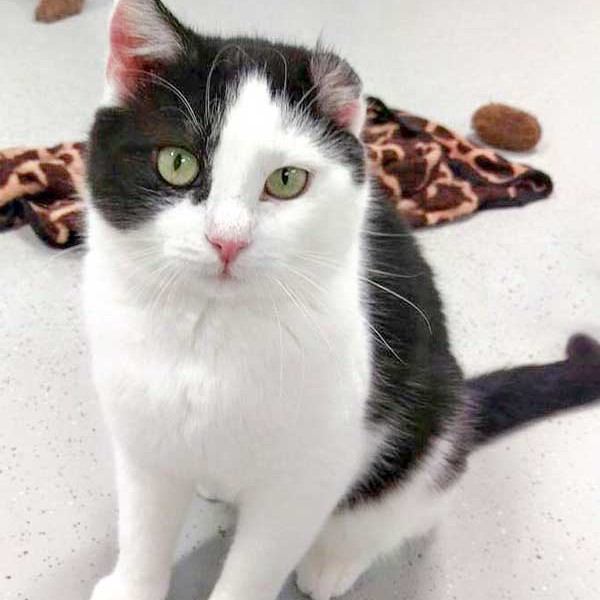 Kätzin Öhrchen / © 2016 Arche KaNaum (DN)