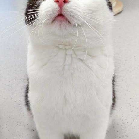 Kätzin Öhrchen / © 2016 Arche KaNaum (DN)