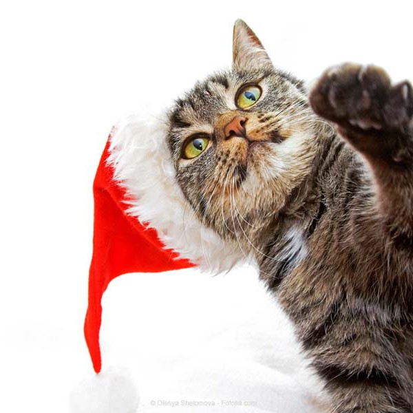 Katze mit Weihnachtsmütze / © Olesya Shelomova – Fotolia.com Katze mit Weihnachtsmütze / © Olesya Shelomova - Fotolia.com