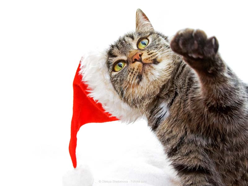 Katze mit Weihnachtsmütze / © Olesya Shelomova - Fotolia.com