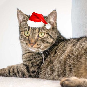 Kätzin Laura im Weihnachtsdress / © 2015 Arche KaNaum (NH) Kätzin Laura im Weihnachtsdress / © 2015 Arche KaNaum (NH)