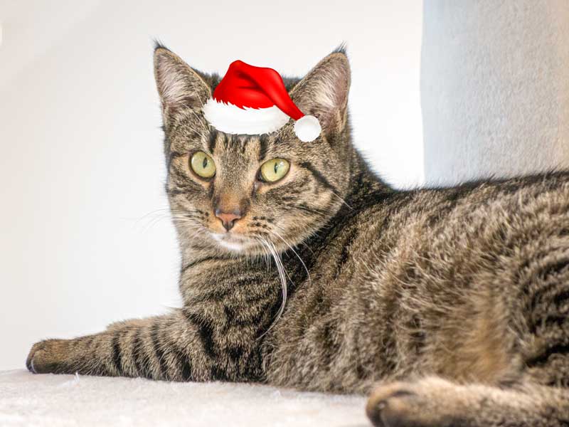 Kätzin Laura im Weihnachtsdress / © 2015 Arche KaNaum (NH)