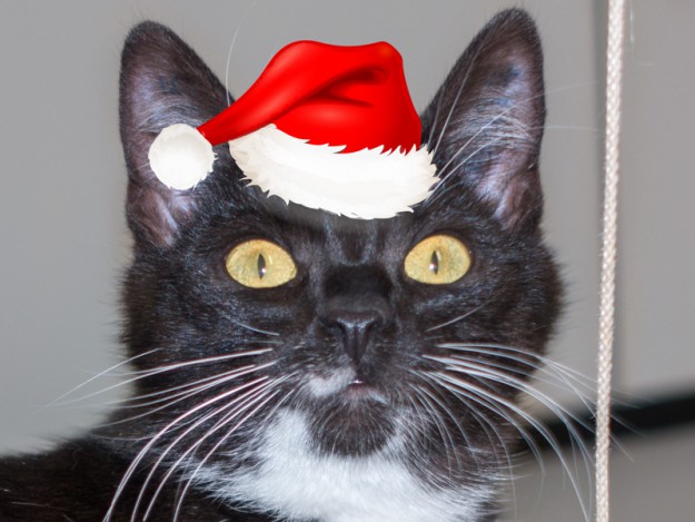 Kätzin Anna im Weihnachtsdress / © 2015 Arche KaNaum (NH)