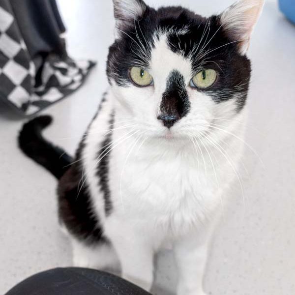 Kater Cowboy / © 2015 Arche KaNaum (NH) Kater Cowboy / © 2015 Arche KaNaum (NH)