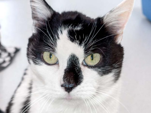 Kater Cowboy / © 2015 Arche KaNaum (NH)