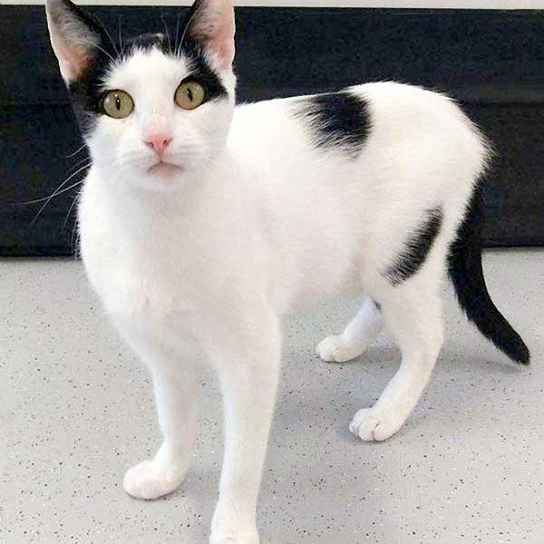 Kätzin Skinny / © 2015 Arche KaNaum (NH)