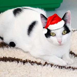 Kätzin Skinny im Weihnachtsdress / © 2015 Arche KaNaum (NH)