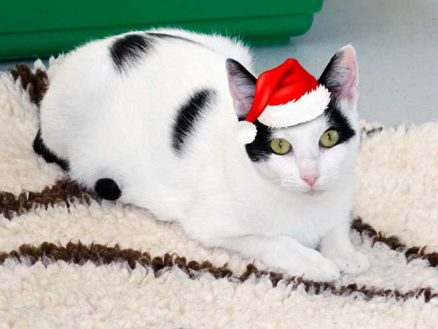 Kätzin Skinny im Weihnachtsdress / © 2015 Arche KaNaum (NH)