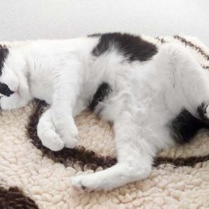 Kater Cowboy / © 2015 Arche KaNaum (OS) Kater Cowboy / © 2015 Arche KaNaum (OS)