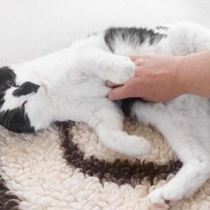 Kater Cowboy / © 2015 Arche KaNaum (OS) Kater Cowboy / © 2015 Arche KaNaum (OS)