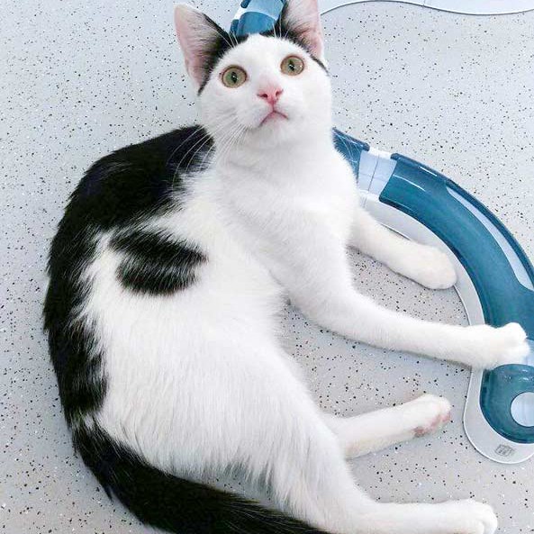 Kater Niko / © 2015 Arche KaNaum (DN)