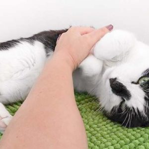 Kater Cowboy / © 2015 Arche KaNaum (OS) Kater Cowboy / © 2015 Arche KaNaum (OS)