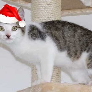 Kater Lino im Weihnachtsdress / © 2015 Arche KaNaum (NH)