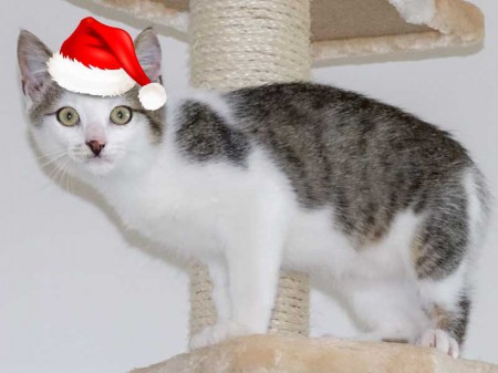 Kater Lino im Weihnachtsdress / © 2015 Arche KaNaum (NH)