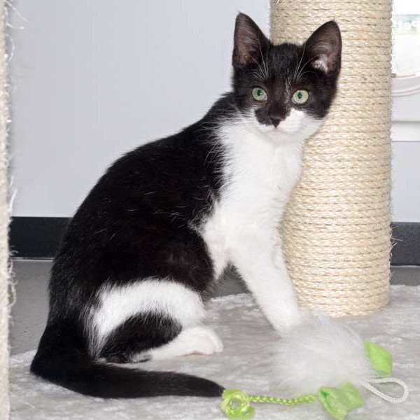 Katerchen Elvis  / © 2015 Arche KaNaum (NH) Katerchen Elvis / © 2015 Arche KaNaum (NH)