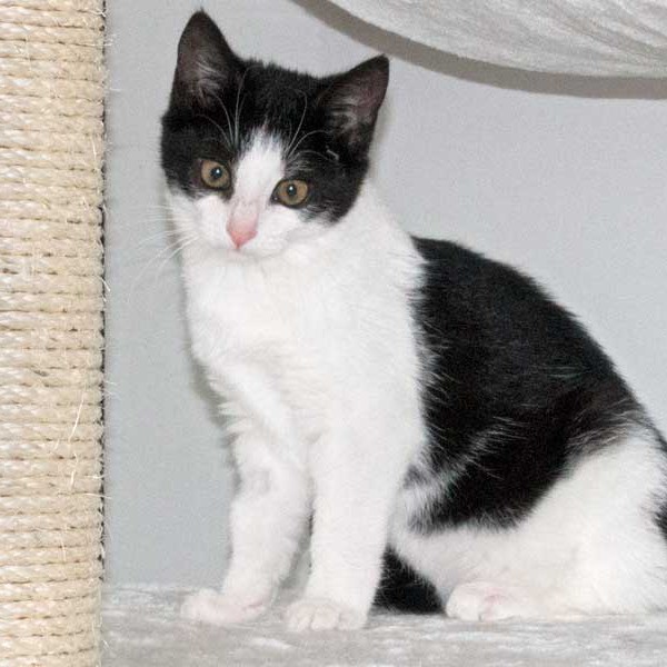 Kätzin Nila / © 2015 Arche KaNaum (NH) Kätzin Nila / © 2015 Arche KaNaum (NH)