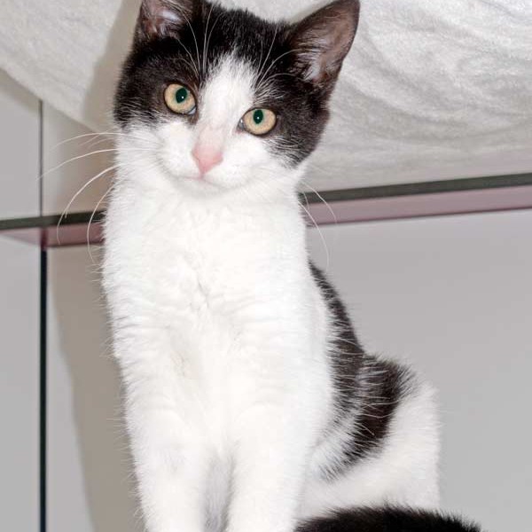 Kätzin Nila / © 2015 Arche KaNaum (NH) Kätzin Nila / © 2015 Arche KaNaum (NH)